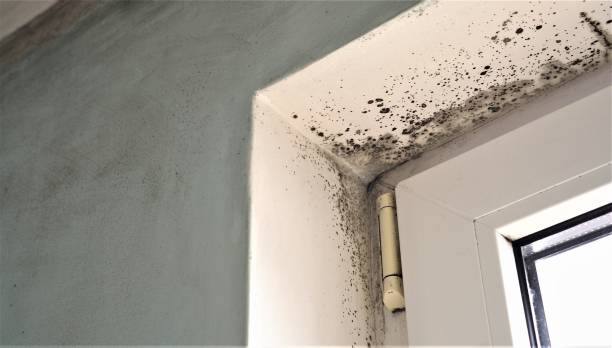 Mold Remediation for Vacation Homes in Irrigon, OR