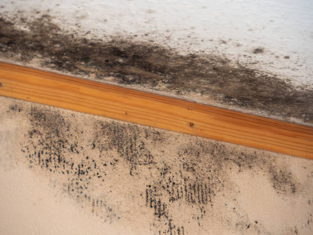 Best Attic Mold Removal  in Irrigon, OR